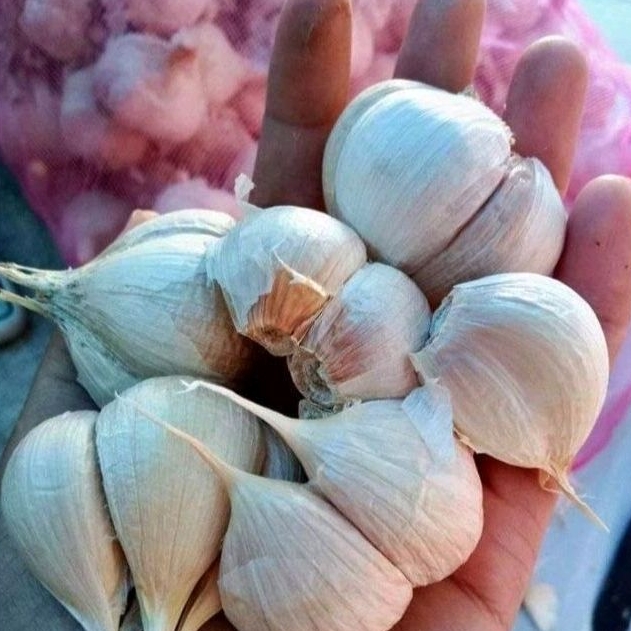 

BAWANG PUTIH KATING BERSIH 1 KG