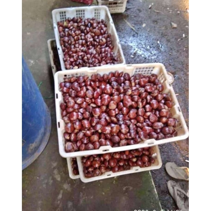 

JENGKOL SUPER TUA JENGKOL JEPARA