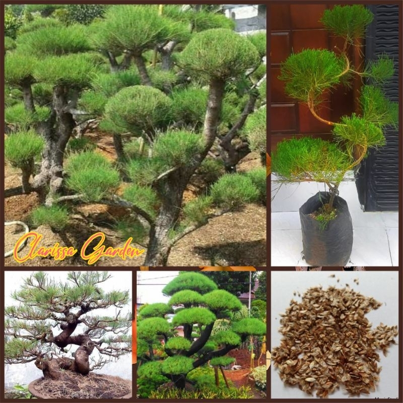 20 BUTIR BIJI/BENIH POHON CEMARA UDANG (BAHAN BONSAI)
