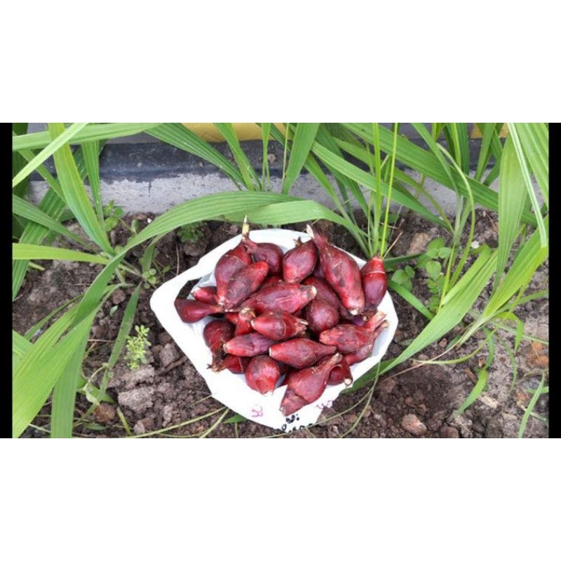 

bawang dayak