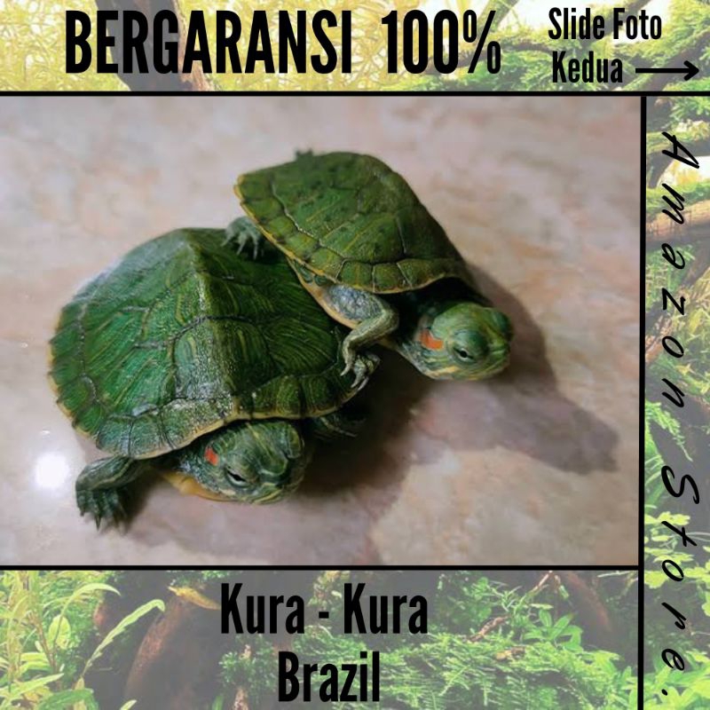 Baby Kura Brazil Anakan / RES