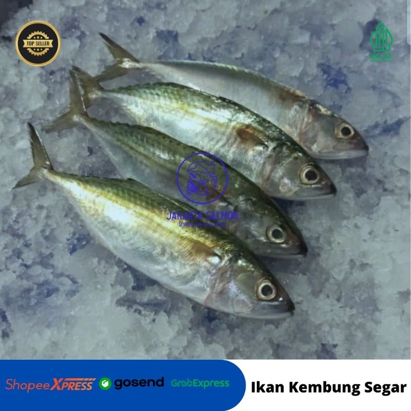 

Ikan Kembung/ Kembung Banjar/ Ikan Kembung Segar