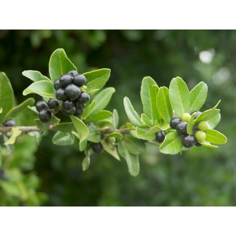 bibit buah/bonsai jeruk kingkit hitam ( severinia buxifolia )