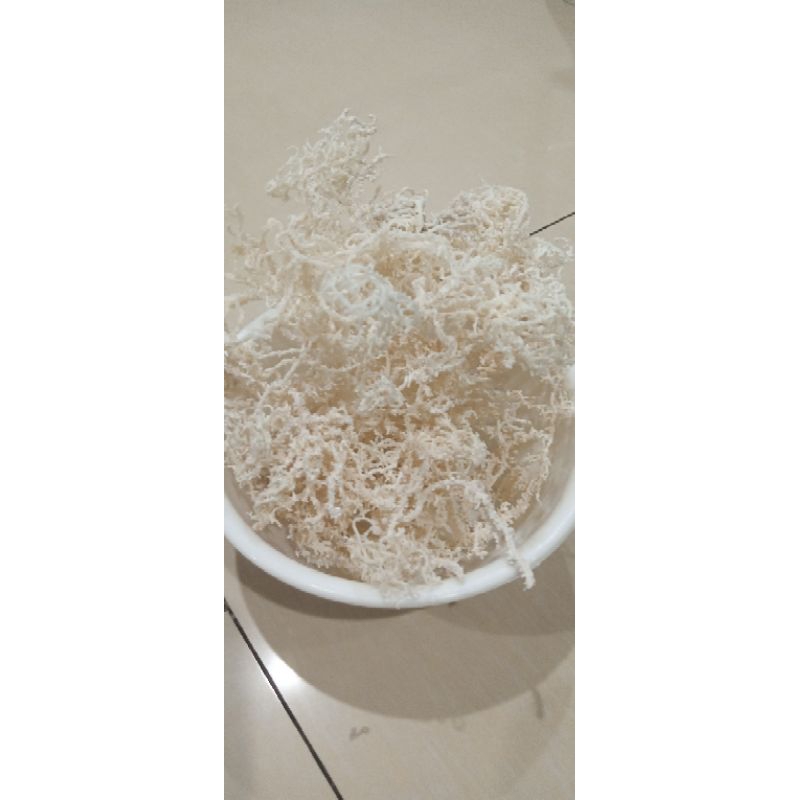 

RUMPUT LAUT KERING KAWAT 100 GRAM/ 500 GRAM SETELAH DIRENDAM /DISTRIBUTOR BANDUNG