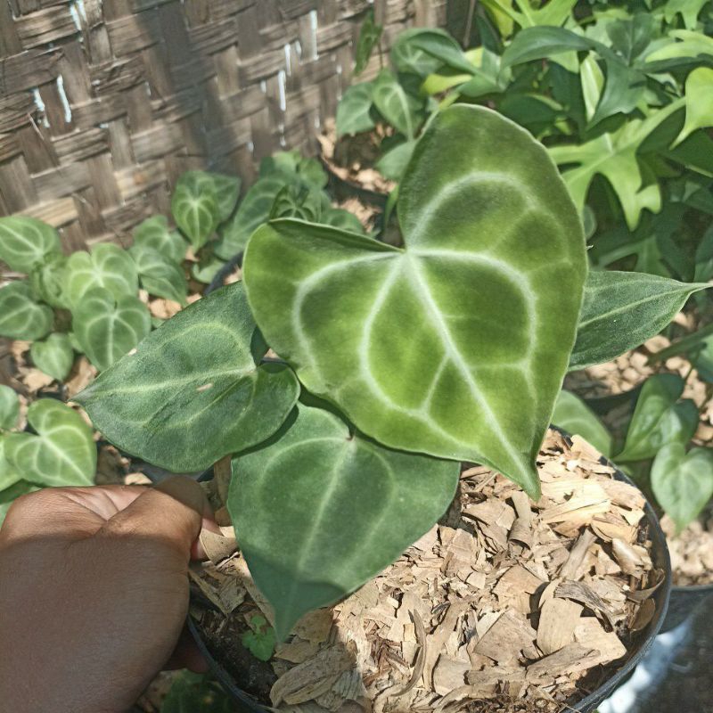 (BISA COD) BIBIT REMAJA ANTHURIUM DORAYAKI kuping gajah