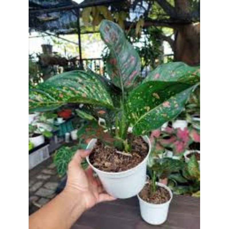 Aglonema ruby chiang mai / Pohon hidup aglonema / Tanaman hias hidup ruby ciang mai
