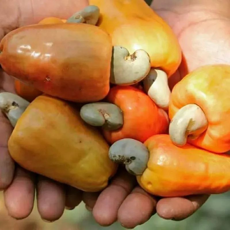 

Buah Jambu monyet jambu mede 500gram