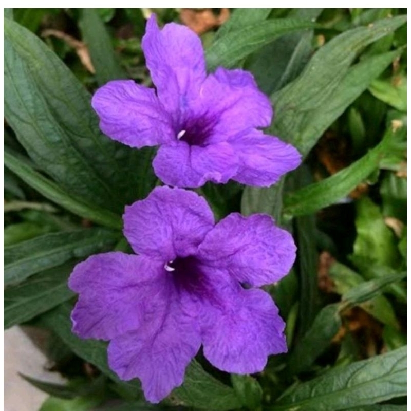 tanaman bunga ruellia mini - bunga ruellia mini