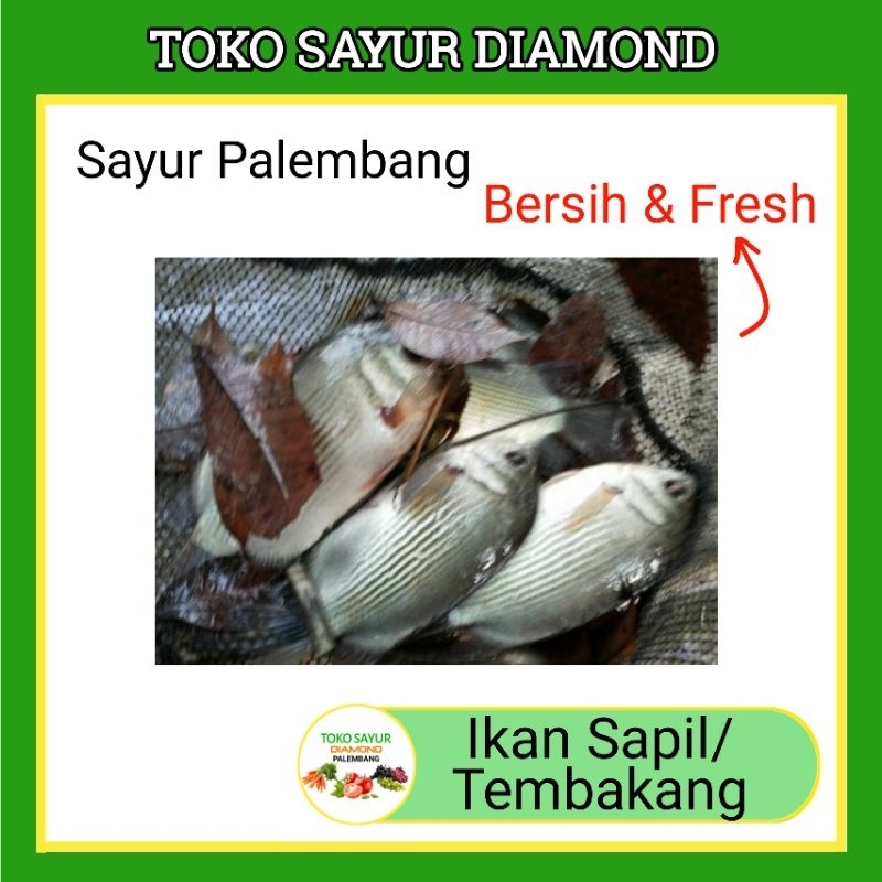 

Ikan Sapil / Tembakang - Fresh Palembang