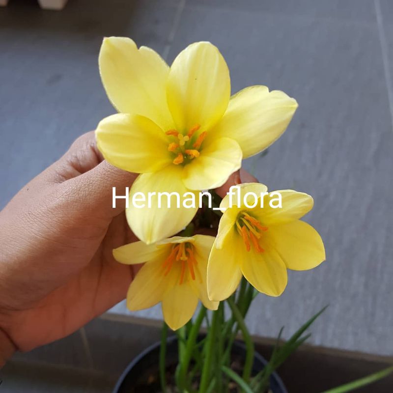 Bibit tanaman hias lili hujan kuning // tanaman bunga