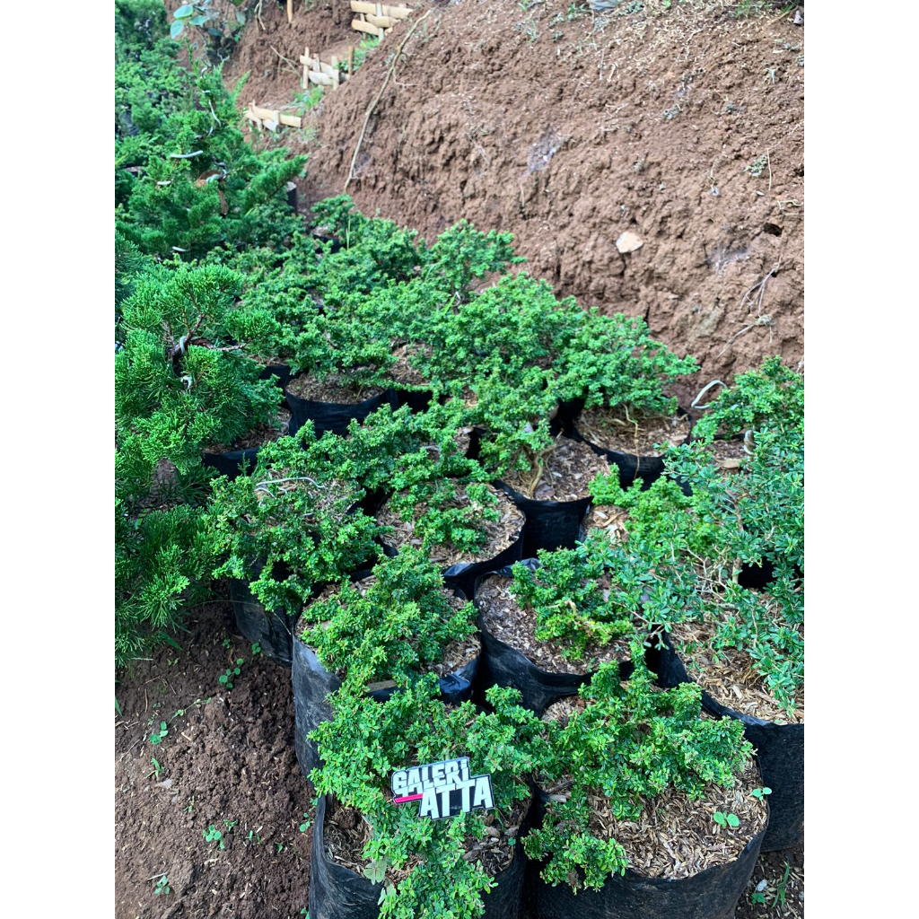 Saeng Simbur Thailand Super Mikro//Saeng simbur super mikro