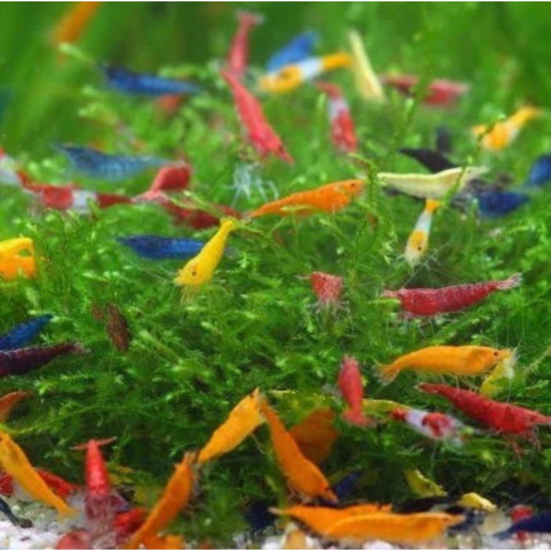 udang hias aquascape paket 10 mix random red cherry fire diamond bloody merry