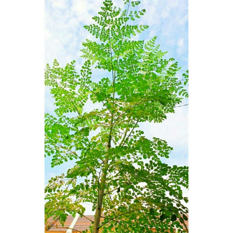 

daun kelor segar (khusus pengambilan 10kg)