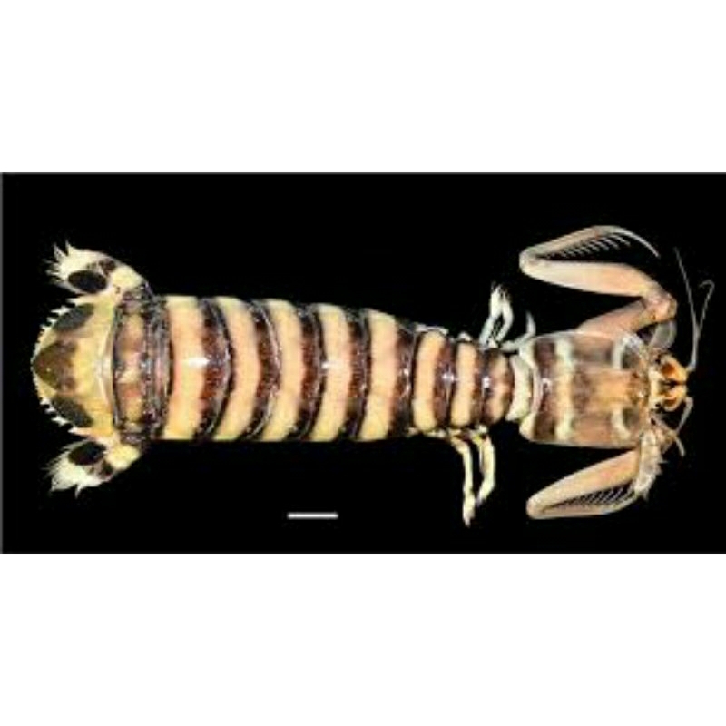 

Udang ronggeng / mantis Hidup