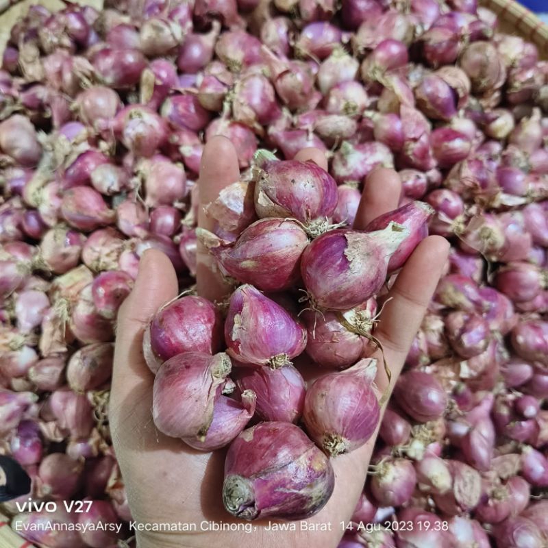 

bawang merah Brebes ukuran sedang besar