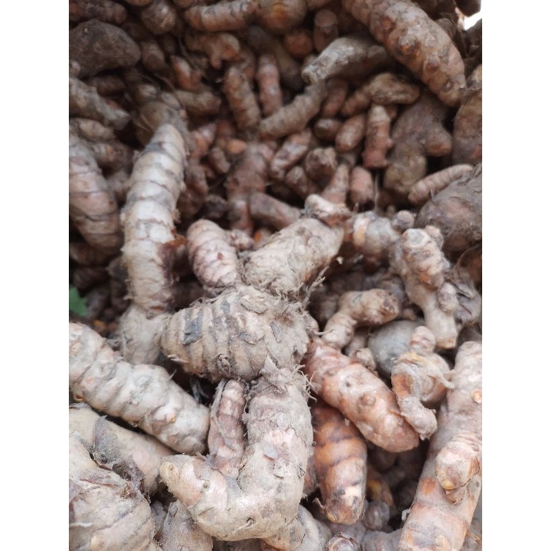 

Kunyit atau kunir 1 kg