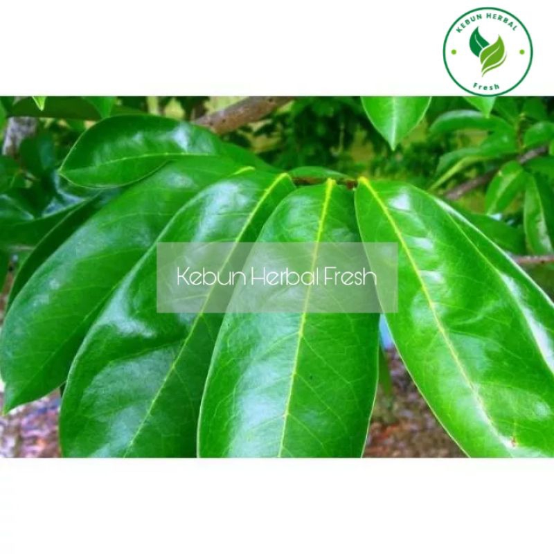 

DAUN SIRSAK SEGAR ORGANIC 50 Lembar