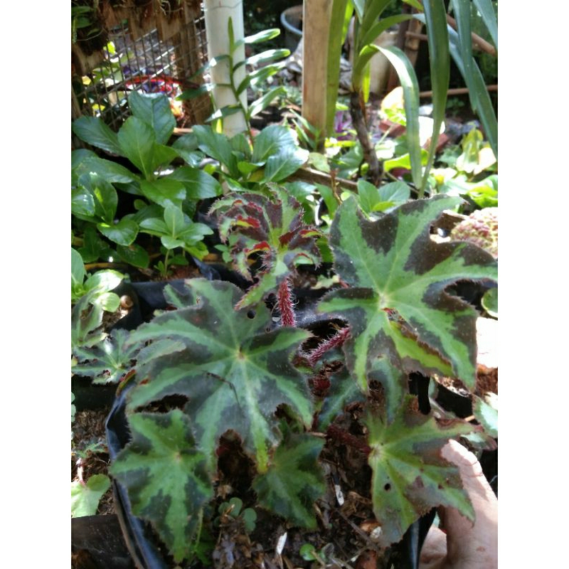 Tanaman Hias Begonia Green Star/ Begonia Hijau Bintang/Dewasa