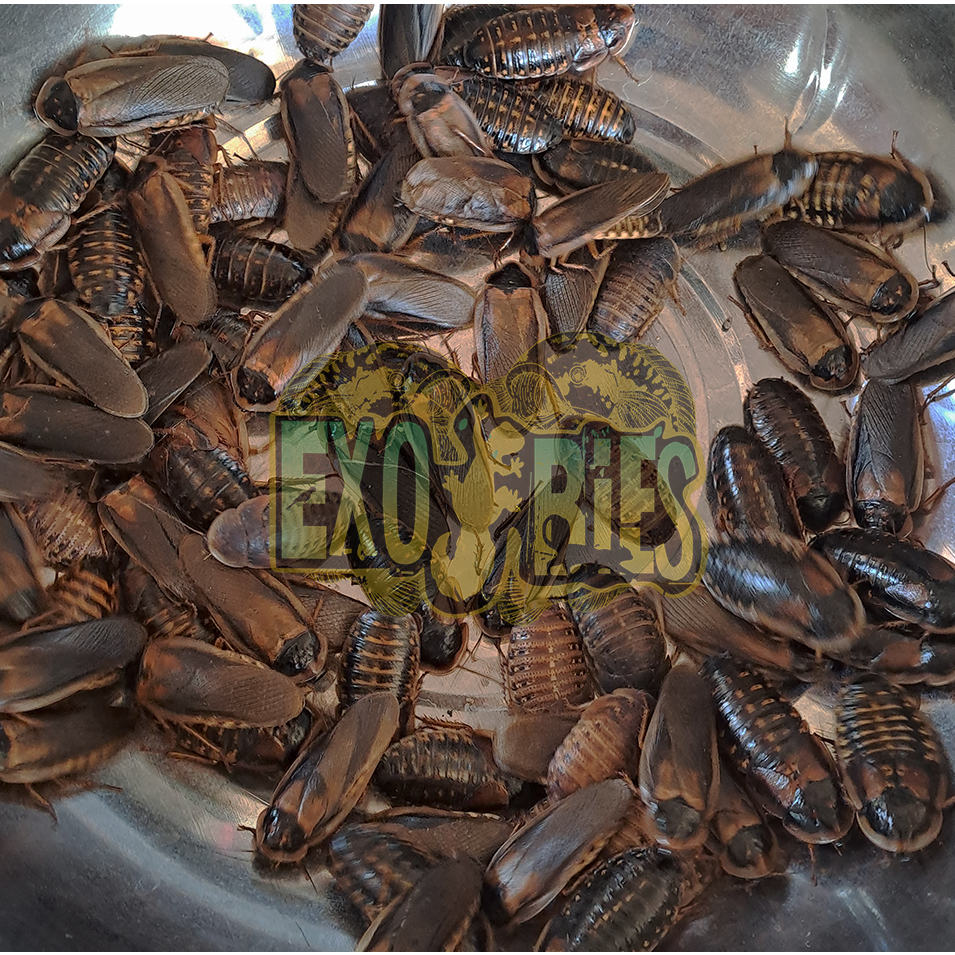 Kecoa Dubia Pakan Alternatif Hewan Peliharaan | Blaptica Dubia Indukan