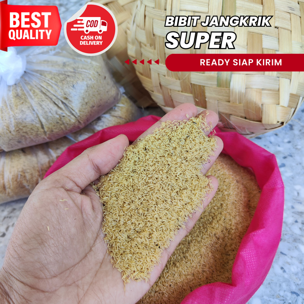 Telur Jangkrik Kualitas Super 500 gram telur jangkrik jual telur jangkrik jual bibit jangkrik beli b