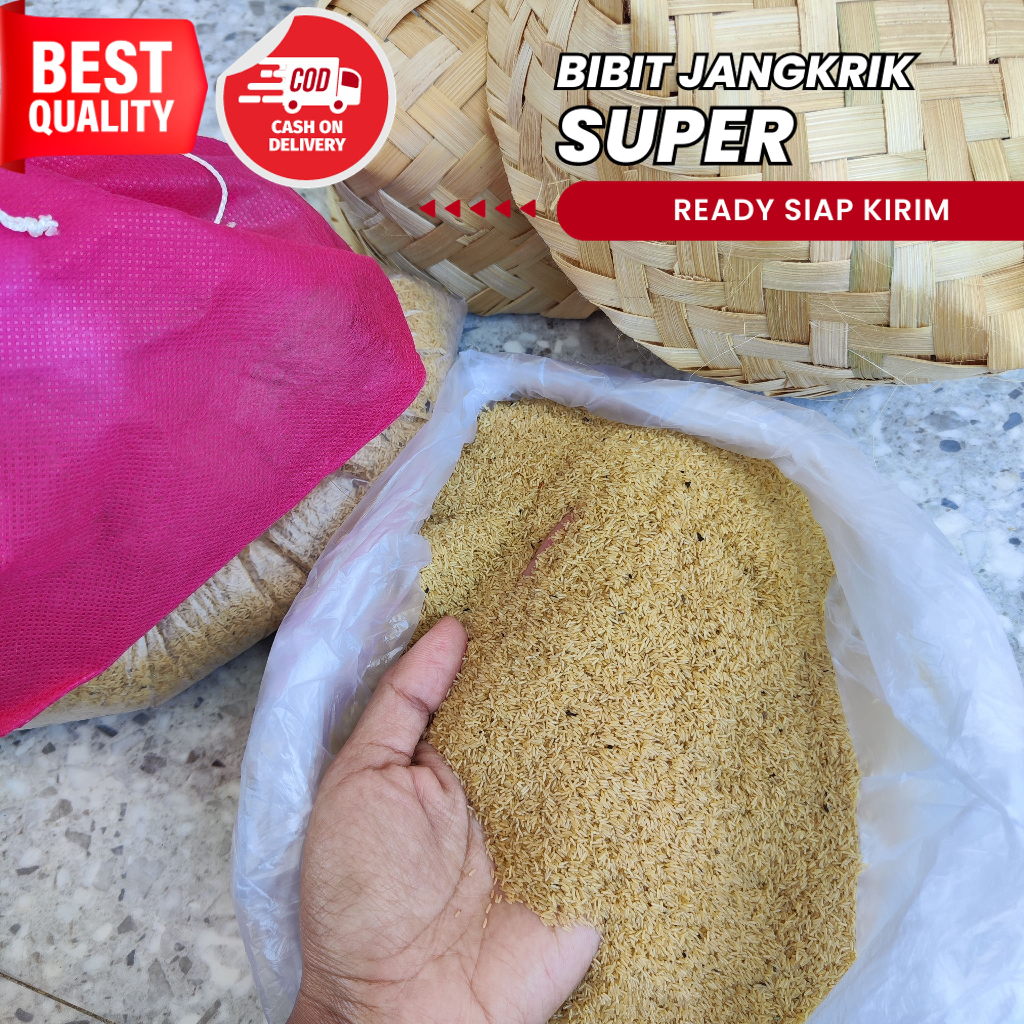 jual telur jangkrik alam bekasi 100 gram harga telur jangkrik alam ter murah bibit jangkrik alam sia