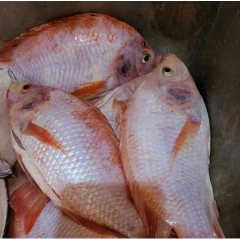 

ikan nila merah