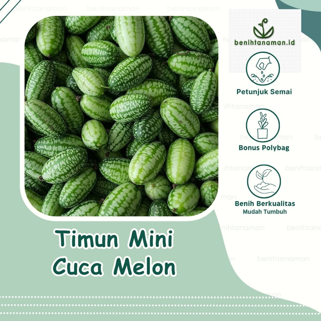 3 Biji - Benih Timun Mini Cuca Melon