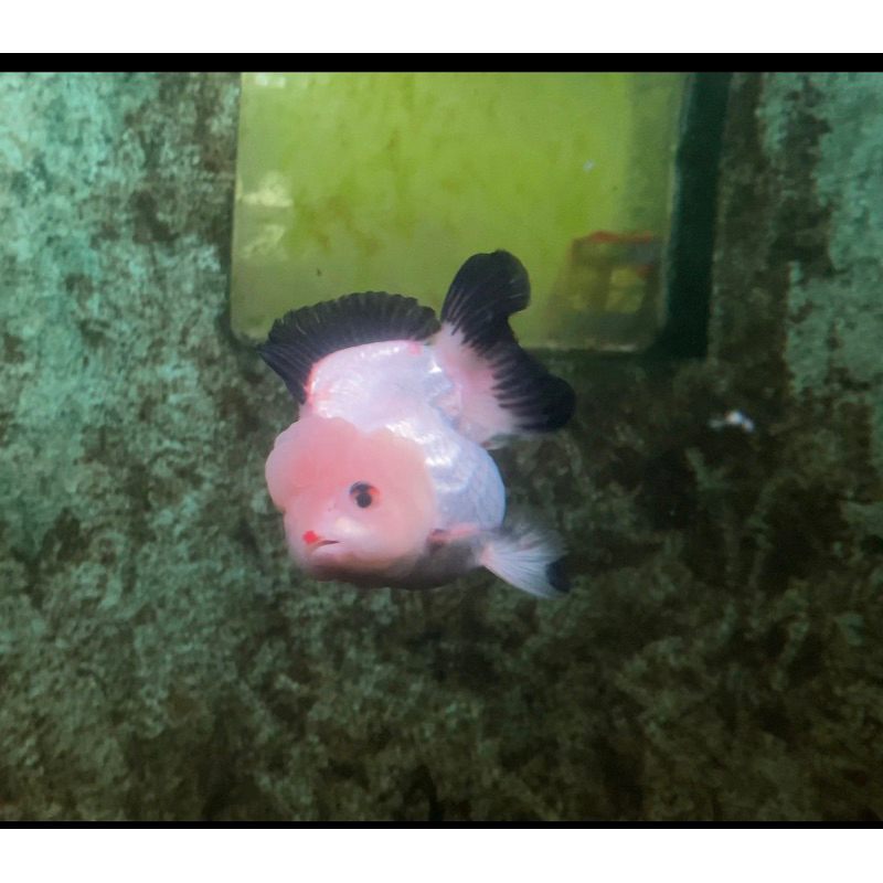 koki oranda short tail short body