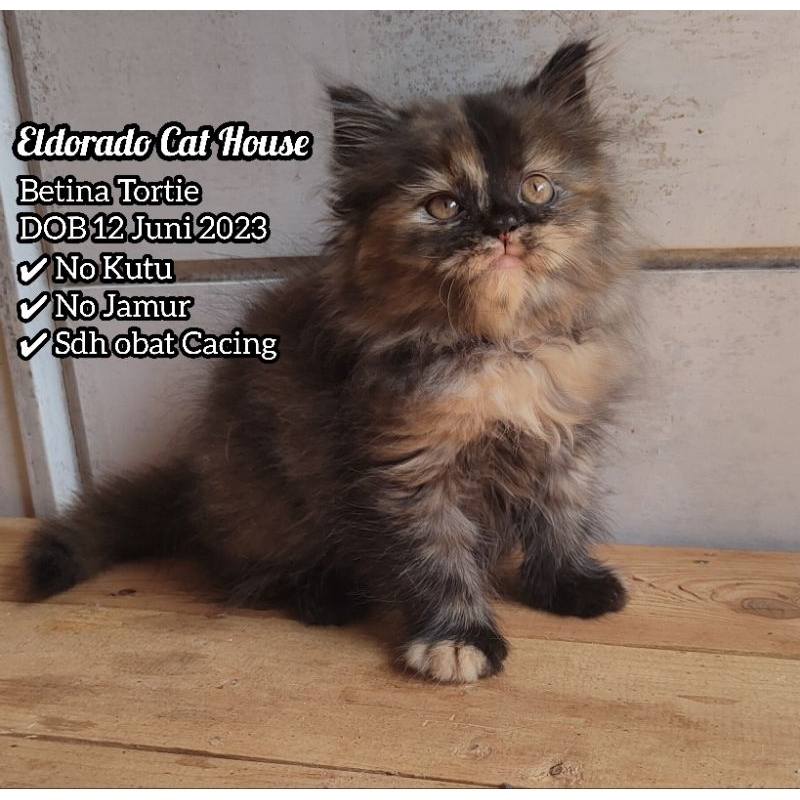 Kucing Persia Betina Semi Flatnose keturunan Peaknose x Medium