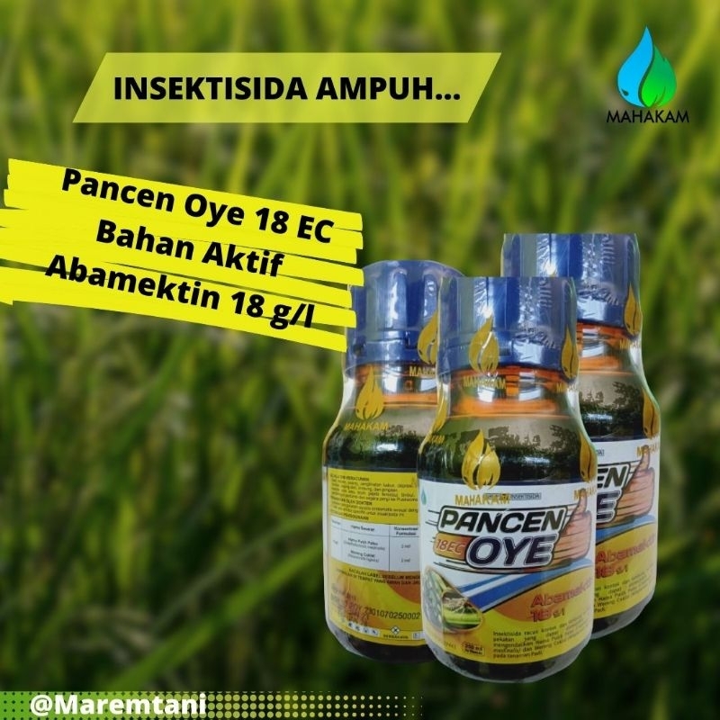 Pancen oye insektisida racun kontak lambung tanaman