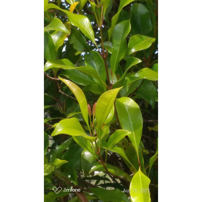 

Daun cengkeh seger organik 100 lembar