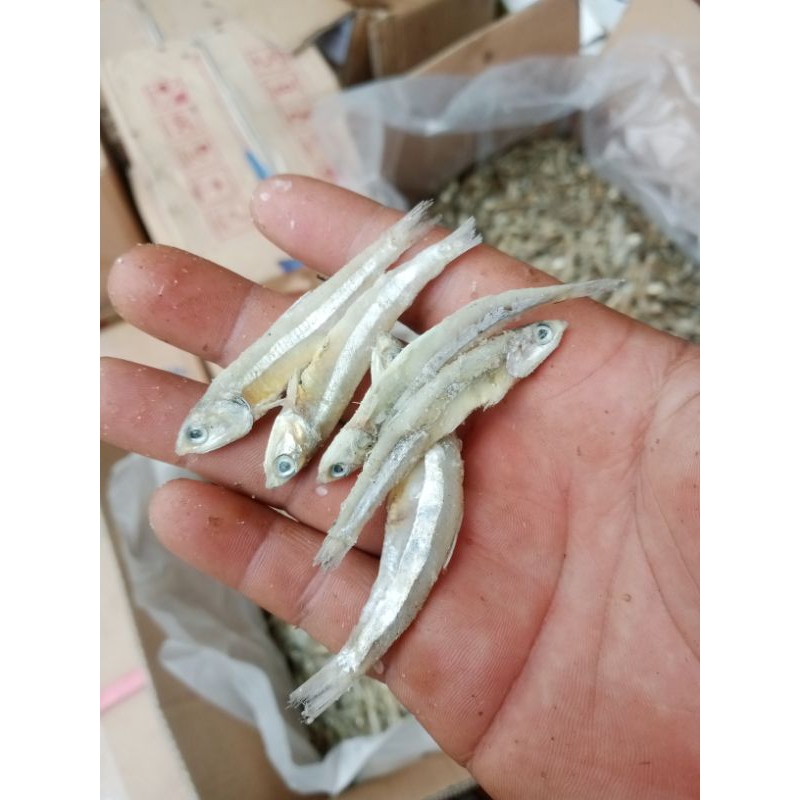 

ikan teri asin kering : 1kg harga termurah