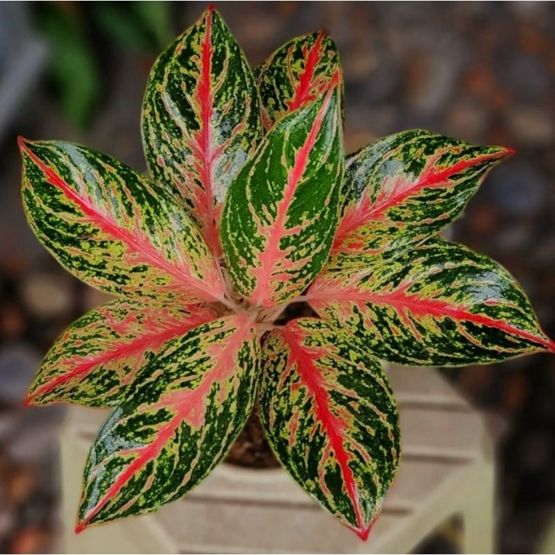 Tanaman Hias Aglonema Buterfly / Aglaonema Buterfly/ Tanaman hias mini/ Bunga hidup/ tanaman/ Bibit 