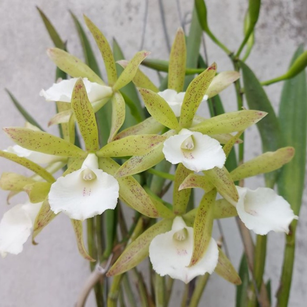 [ SPIKE | BERBUNGA ] Brassocattleya Ploenpit Star