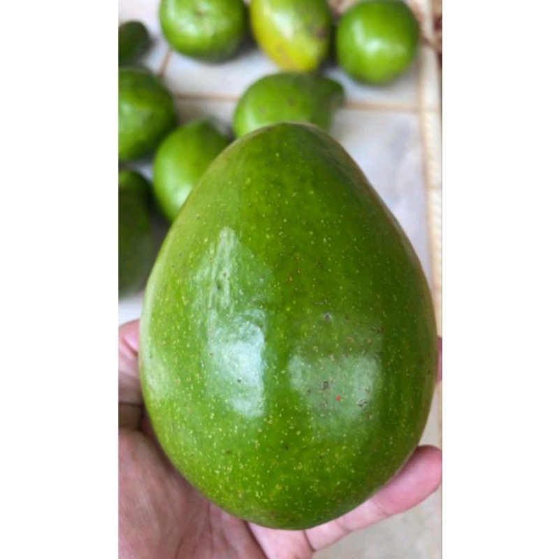 

Buah Alpukat Mentega 1KG fresh