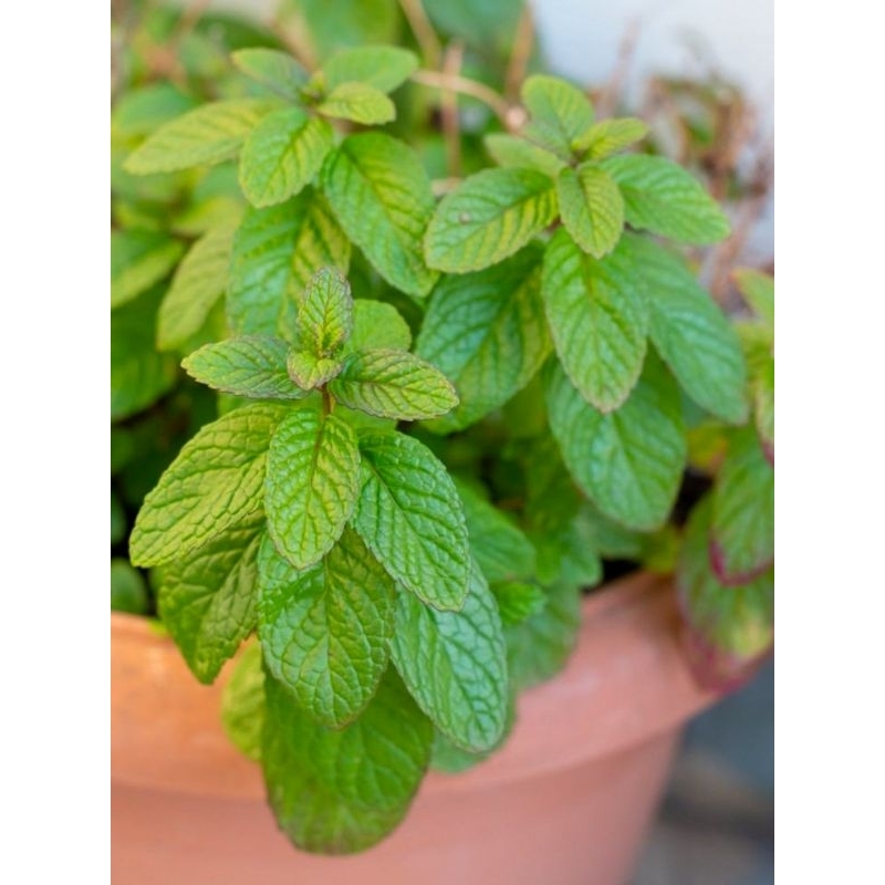 Daun mint - Daun herbal - Tanaman Daun mint