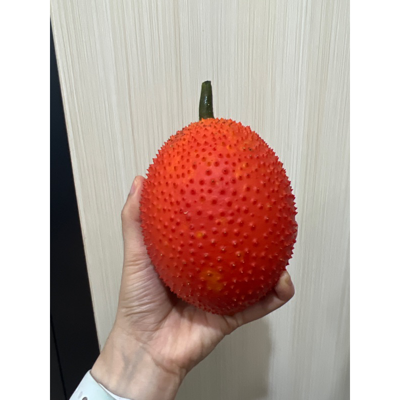 

Gac Fruit / Buah Gac. READY!