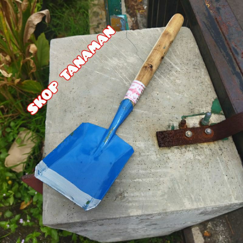 SEKOP BIRU PASIR SEKOP TANAMAN BUNGA √ RUMPUT