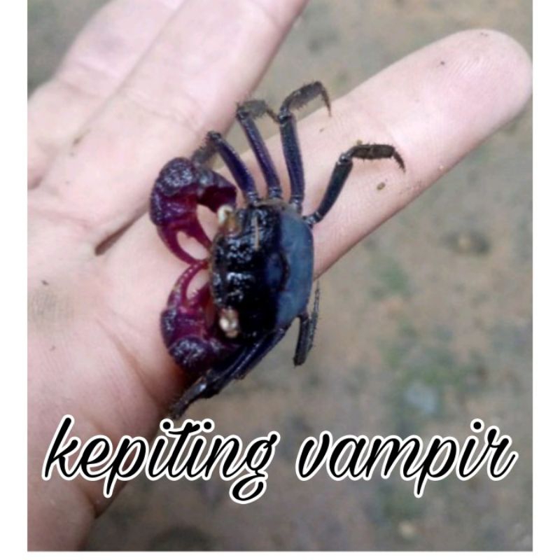 

kepiting vampir