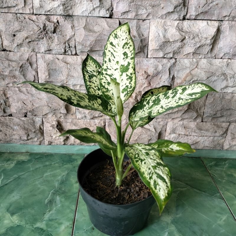 Aglonema diven tisue brazil