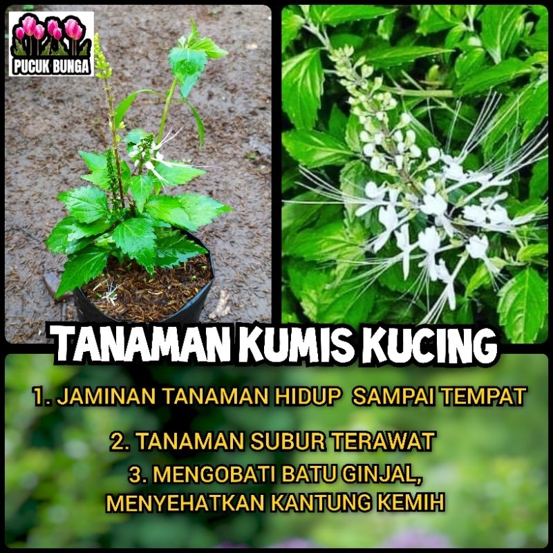 Tanaman Herbal Kumis Kucing Bibit Tanaman Kumis Kucing Daun Kumis Kucing Pohon Kumis Kucing