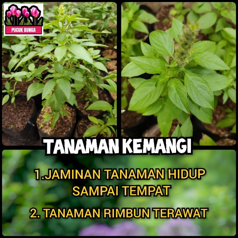 

Kemangi Lalap Tanaman Daun Kemangi Lalap Bibit Kemangi Pohon Kemangi Tanaman Herbal Kemangi