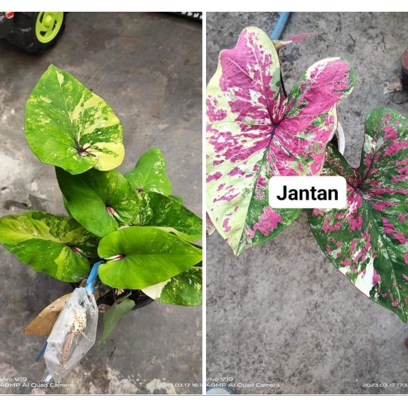 50 biji keladi Silangan ngevar