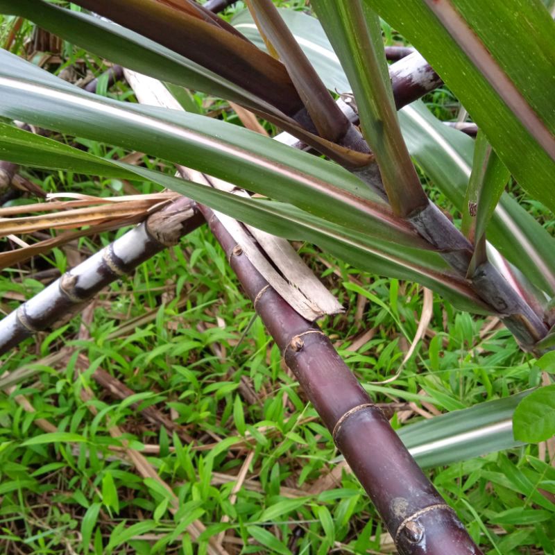 

Batang tebu hitam Tebu ireng segar 2 batang