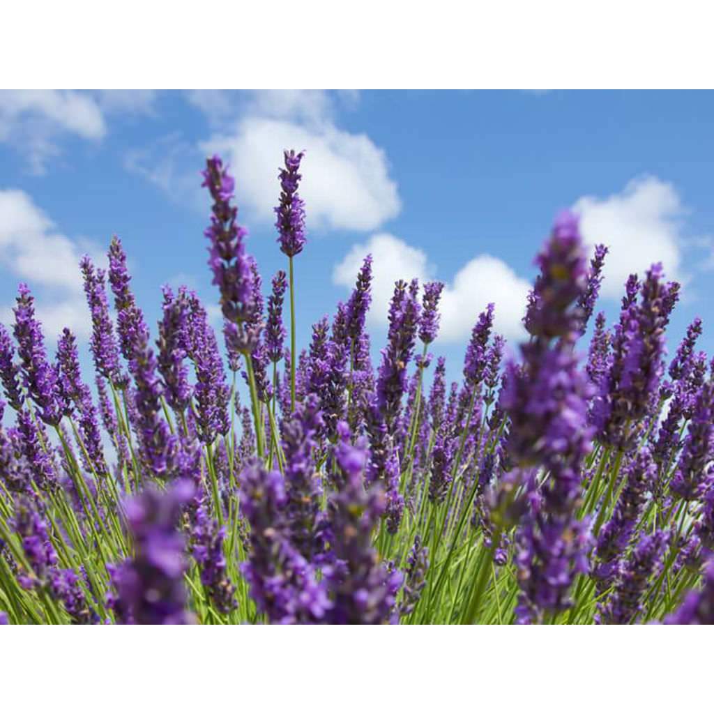 Benih Bibit Biji - Bunga Lavender Portuguese Lavandula latifolia Fragrance Medical Herb Flower Seeds - IMPORT