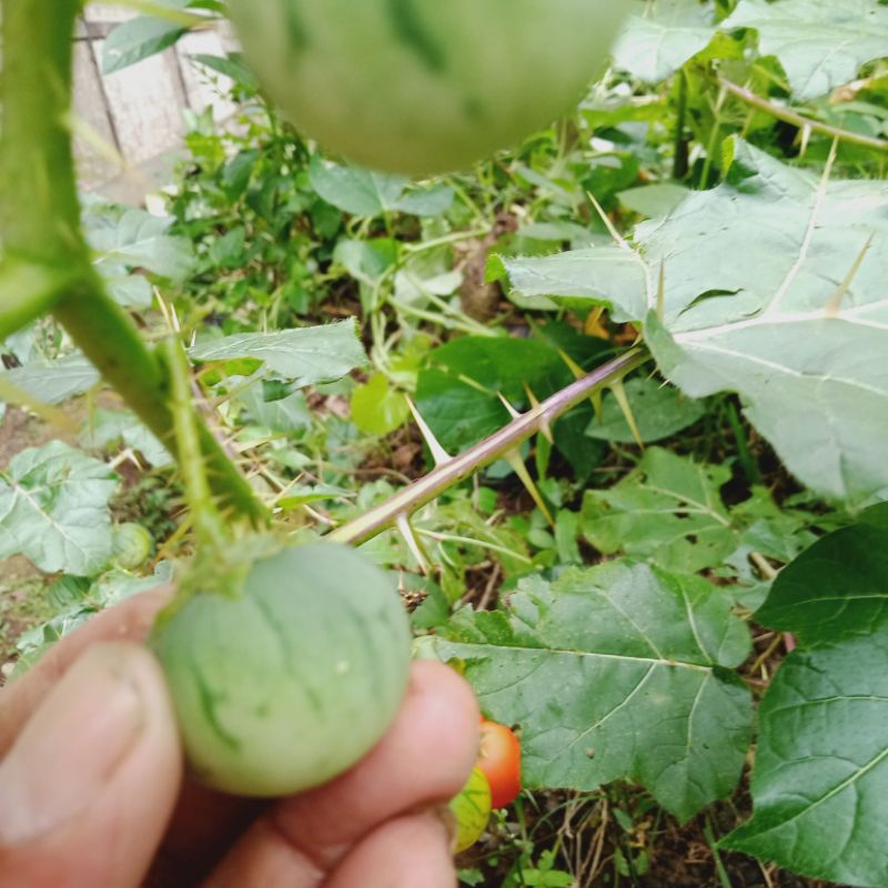 Terong pari/ terong duri 250 g