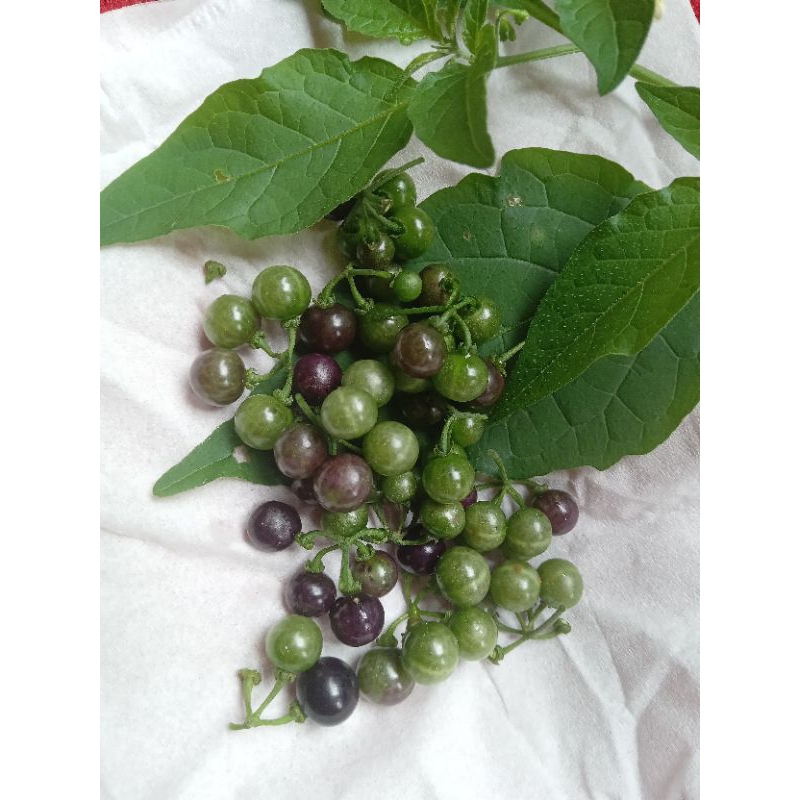 

Buah lenca /ranti hutan 50gr