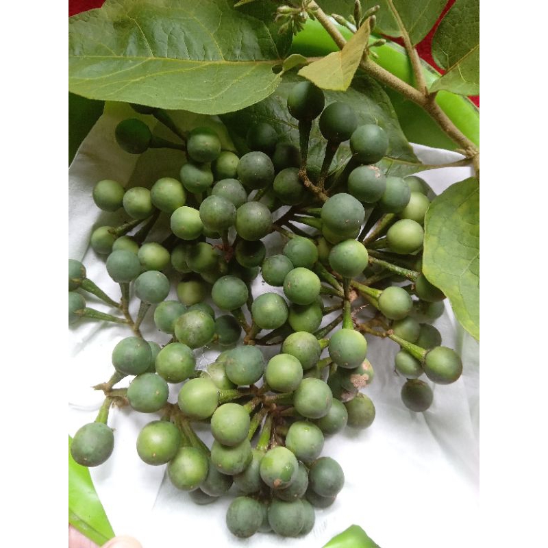 

Buah cepokak/ takokak segar 500gr