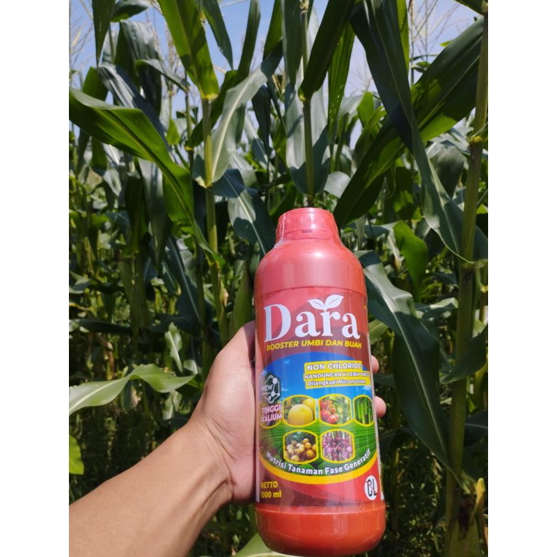pupuk boster buah lebat