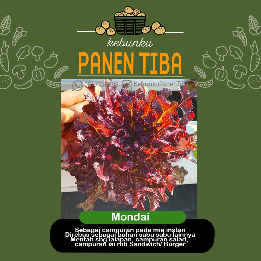 

Kebunku PANEN TIBA - Selada Hijau Merah Mondai/ Kristine Oak Leaf Lettuce Hydroponic Sayur Daun Nutrisi Setiap Hari